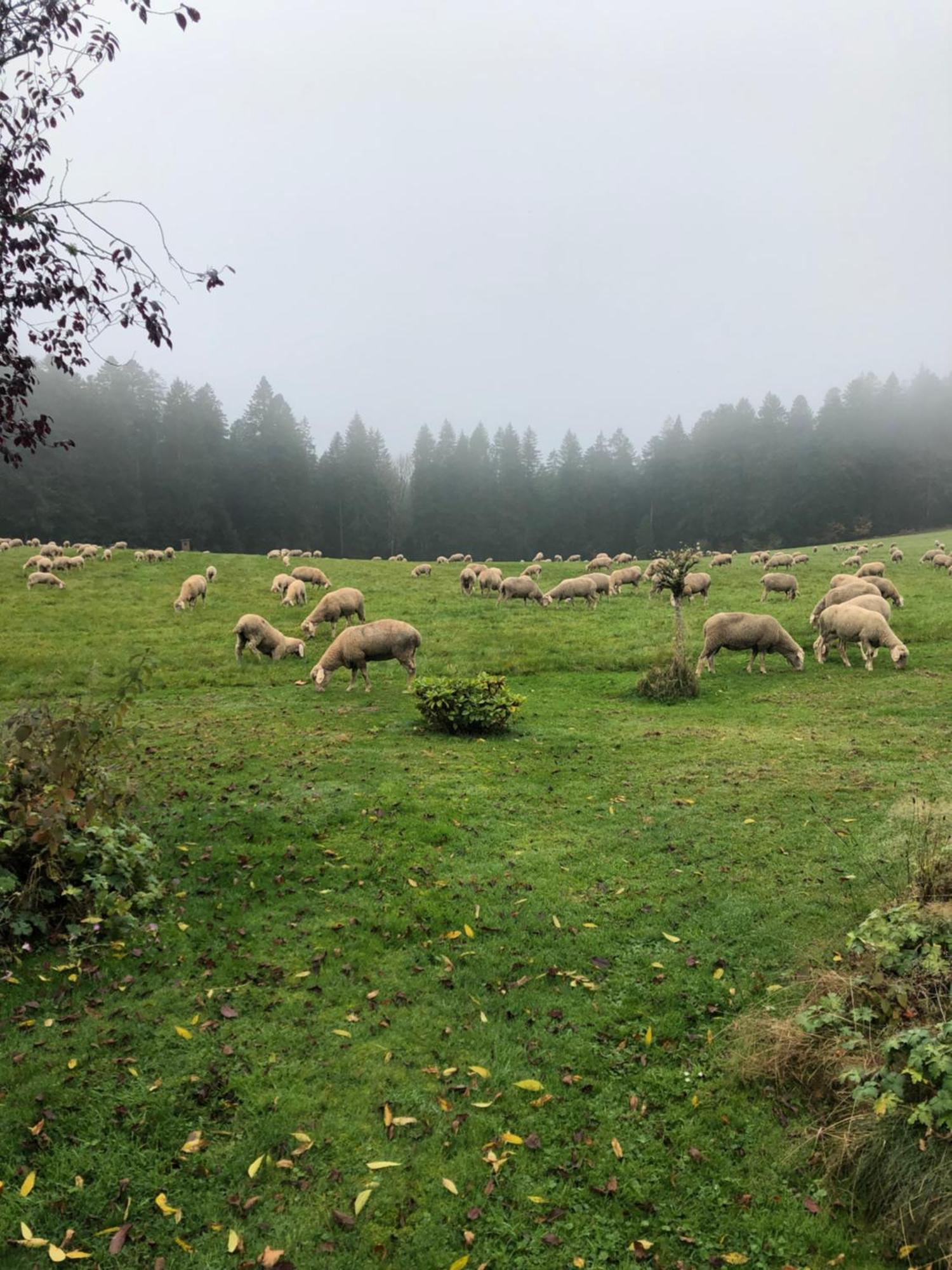 Solhof-Schoemberg Loßburg Buitenkant foto